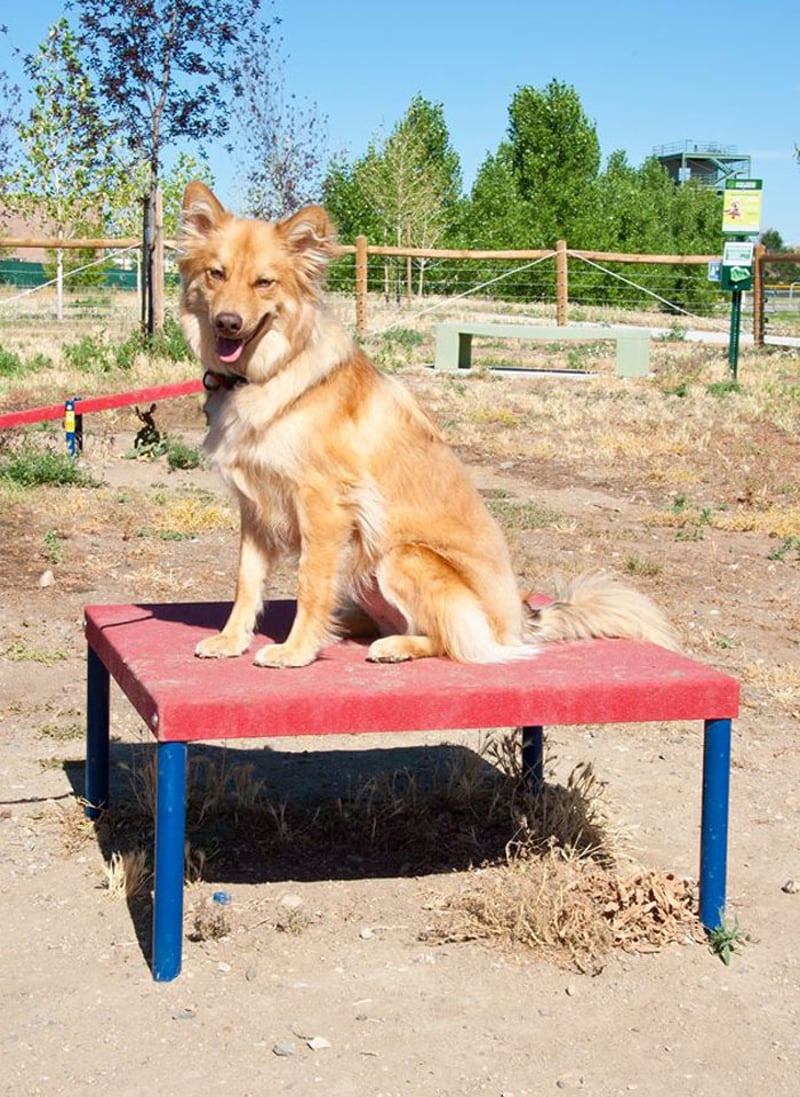 Little Dry Creek Dog Park preview 8